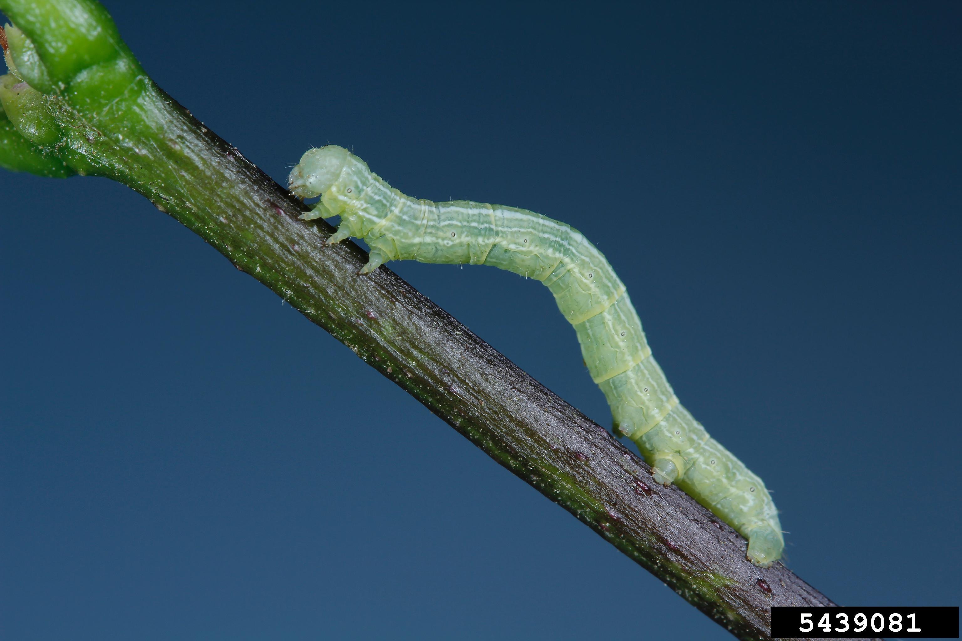 Cankerworms North Carolina Cooperative Extension
