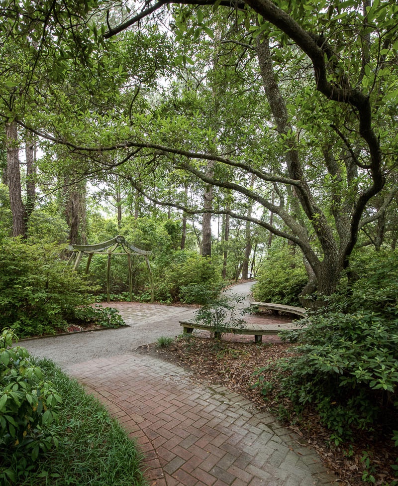 Plants That Survive and Thrive on the OBX Live Oak N.C. Cooperative