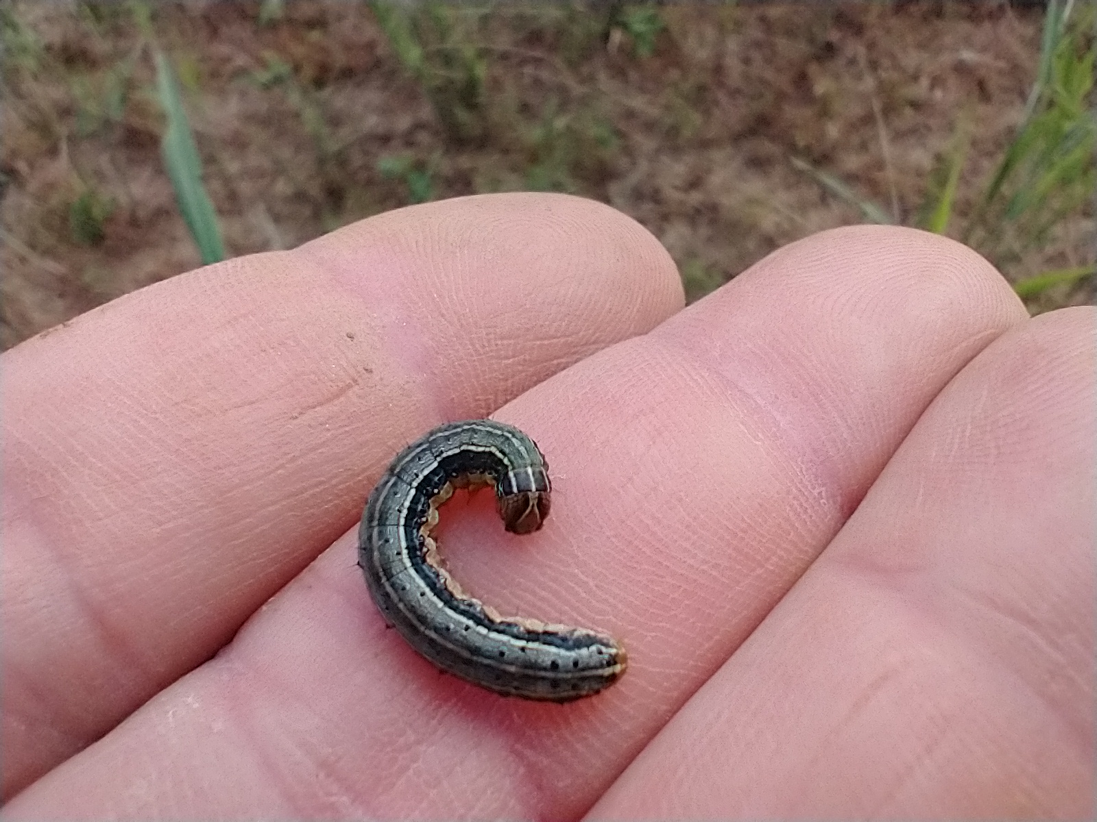 Army Worms Are Marching! N.C. Cooperative Extension