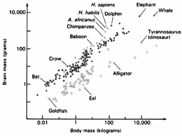 Cosmic Evolution Epoch 7 Cultural Evolution