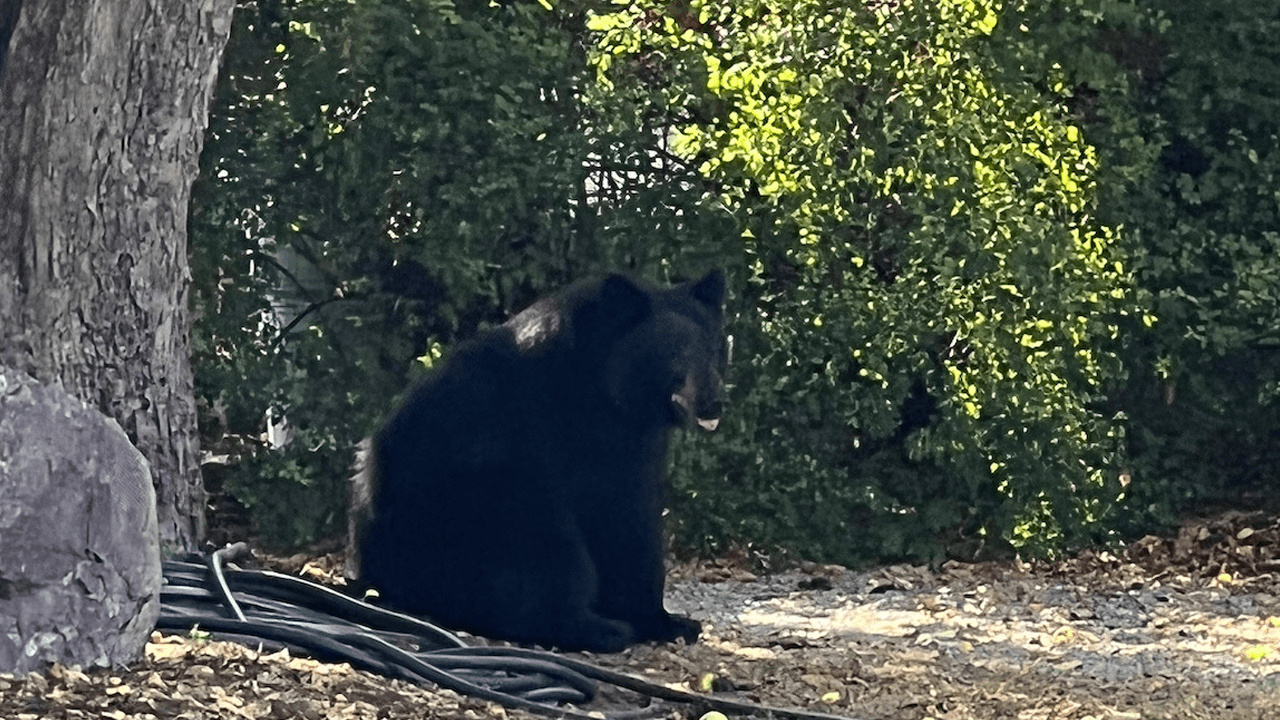 Connecticut approves bear standyourground law CFACT