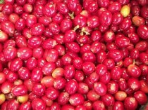 安心・安全、最高に美味しい、究極にコスパが良いコーヒー豆を作ります！アクティビティ - Campfire (キャンプファイヤー) コーヒーチェリー