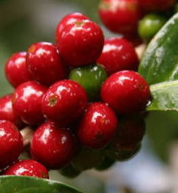 安心・安全、最高に美味しい、究極にコスパが良いコーヒー豆を作ります！アクティビティ - Campfire (キャンプファイヤー) コーヒーチェリー