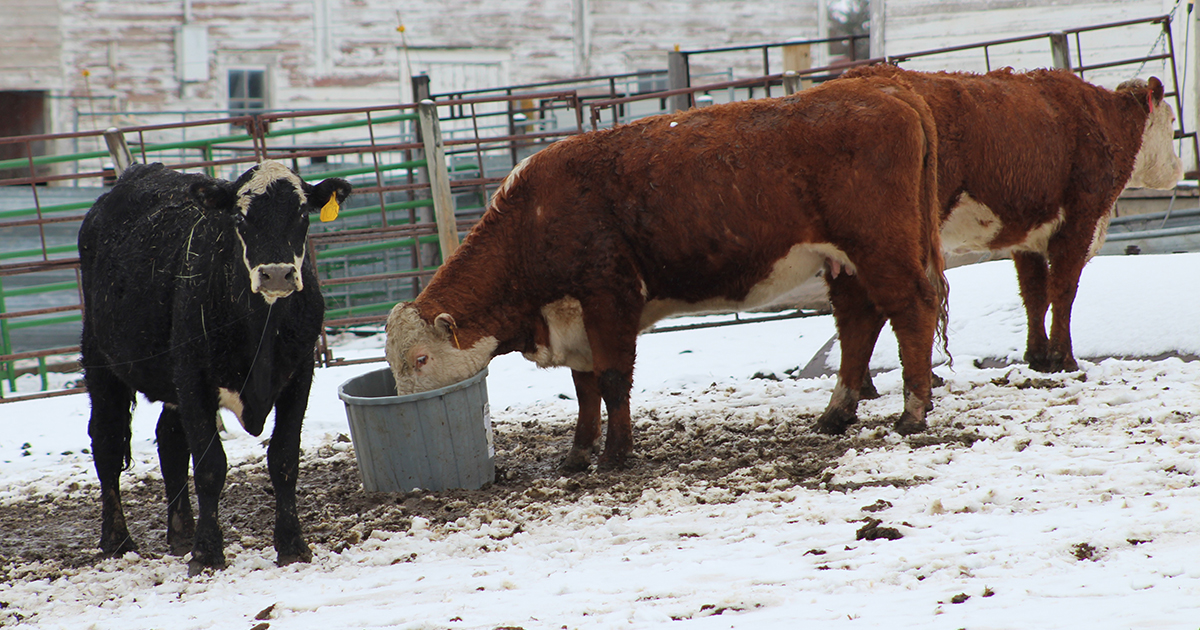 Farmers and ranchers apply climate data Center For Rural Affairs