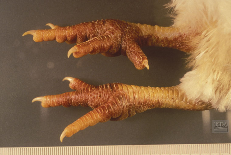 Avian Influenza Disease Images CFSPH