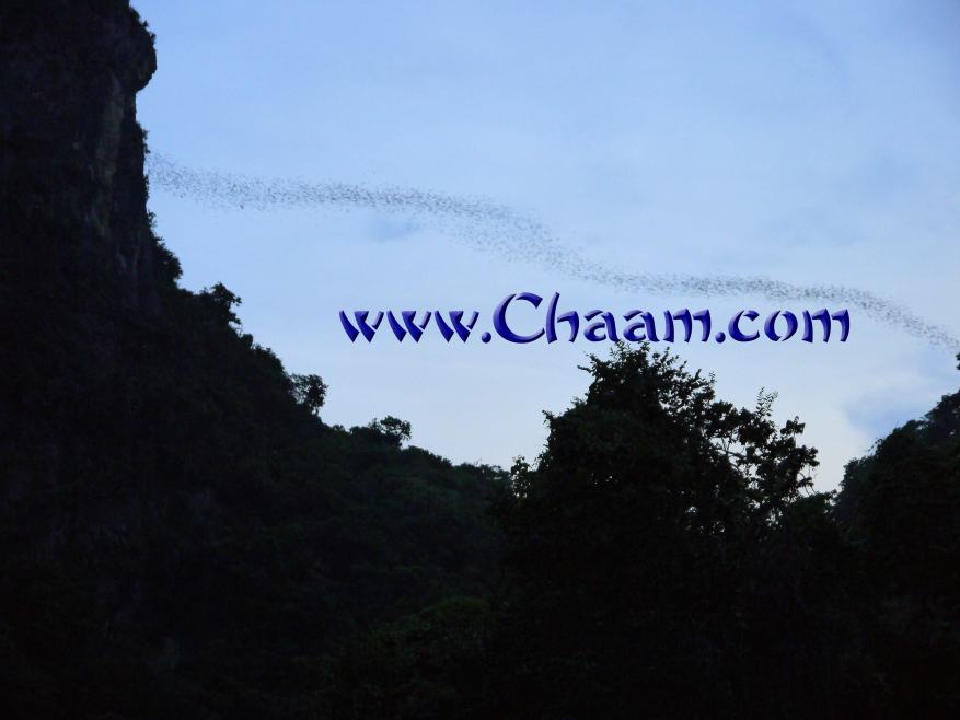 Bat Cave ChaAm Trips from ChaAm and Hua Hin Thailand