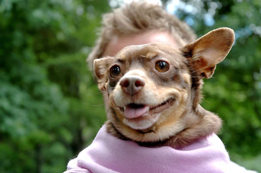 Botulism in Our Pets Chagrin Falls Veterinary Center & Pet Clinic