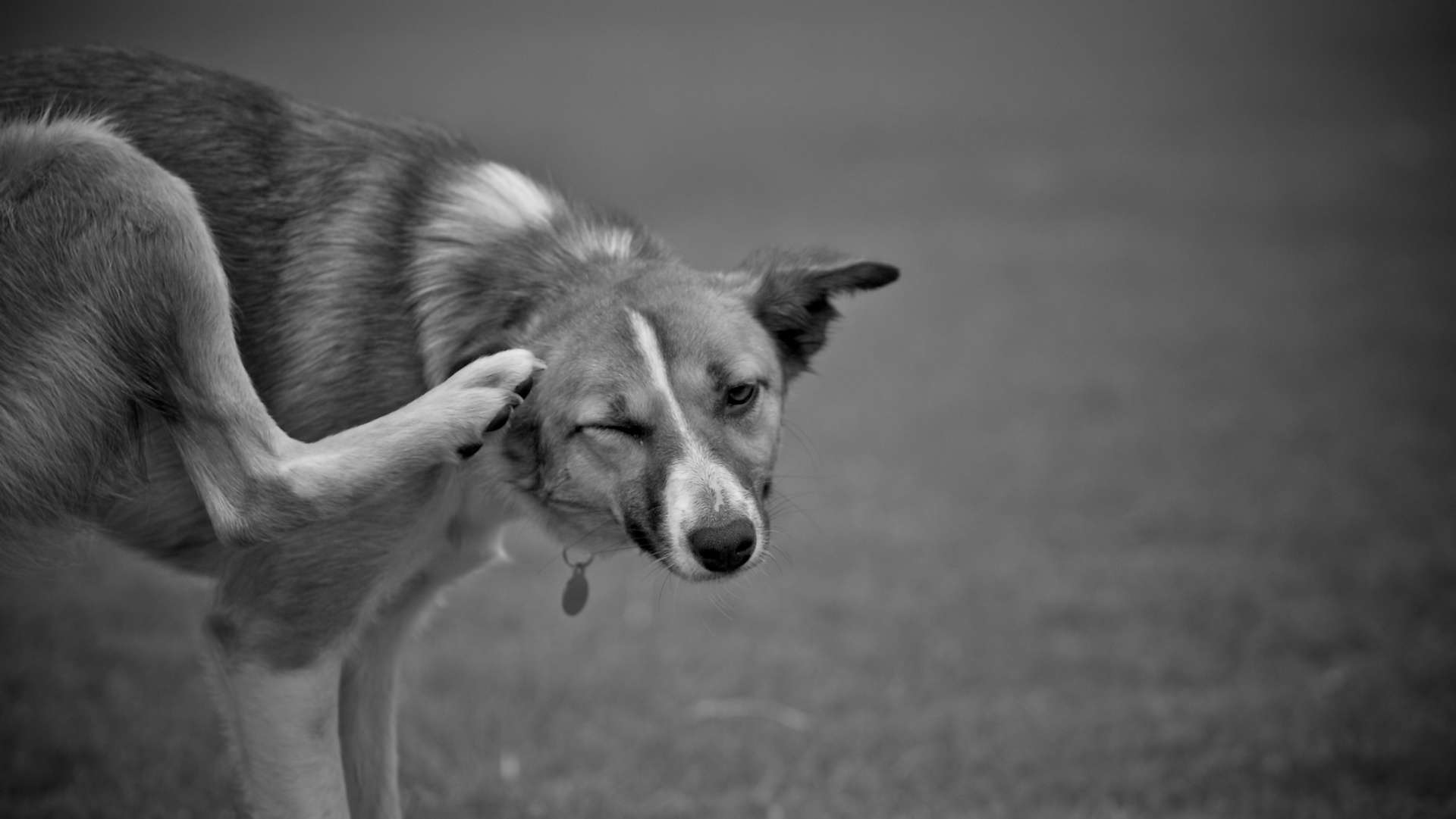 Dog Behavior Chagrin Falls Veterinary Center & Pet Clinic