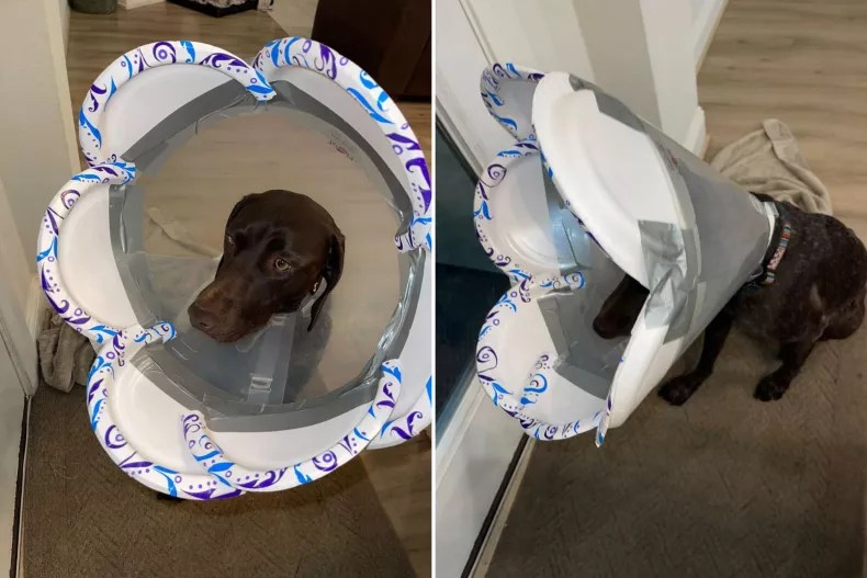 Dog Owner Hilariously Forced To Improvise After Cone of Shame Is Too