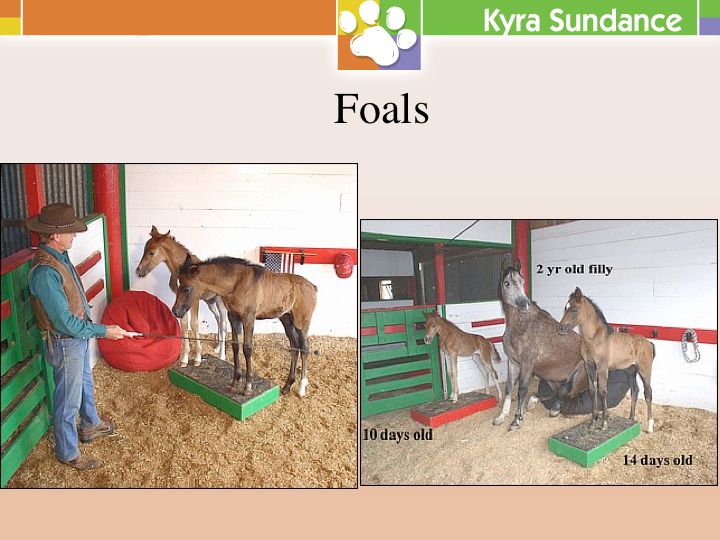 Pedestal Training to Improve Focus, Drive, and Precision