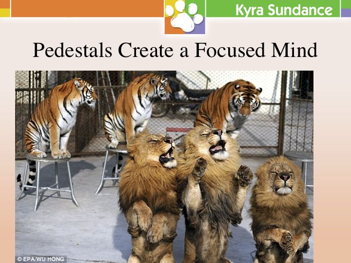 Pedestal Training to Improve Focus, Drive, and Precision