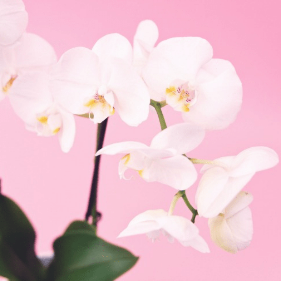 How To Keep Orchids Alive And Beautiful CHALENE JOHNSON