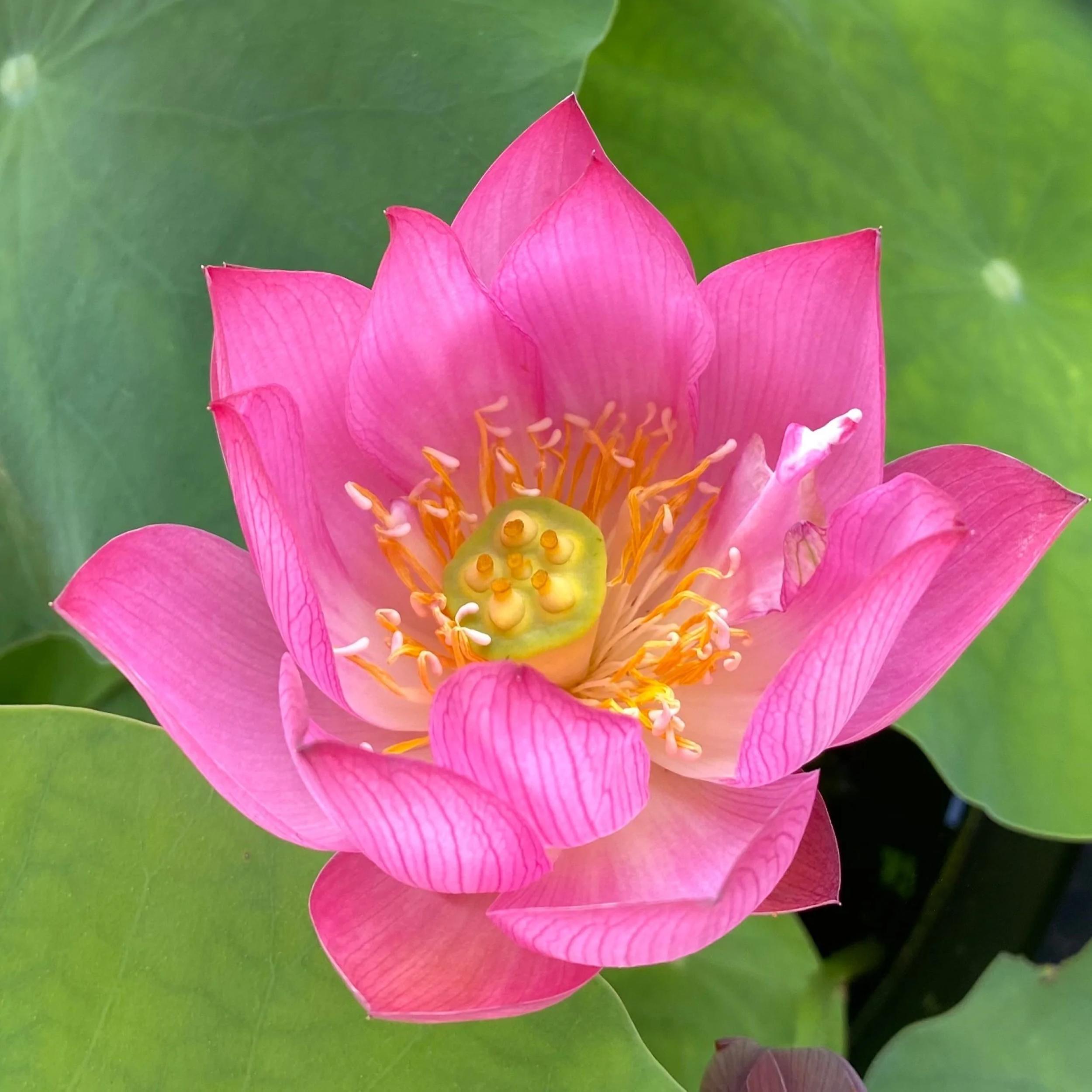 Child Rhyme Lotus Chalily Ponds & Gardens