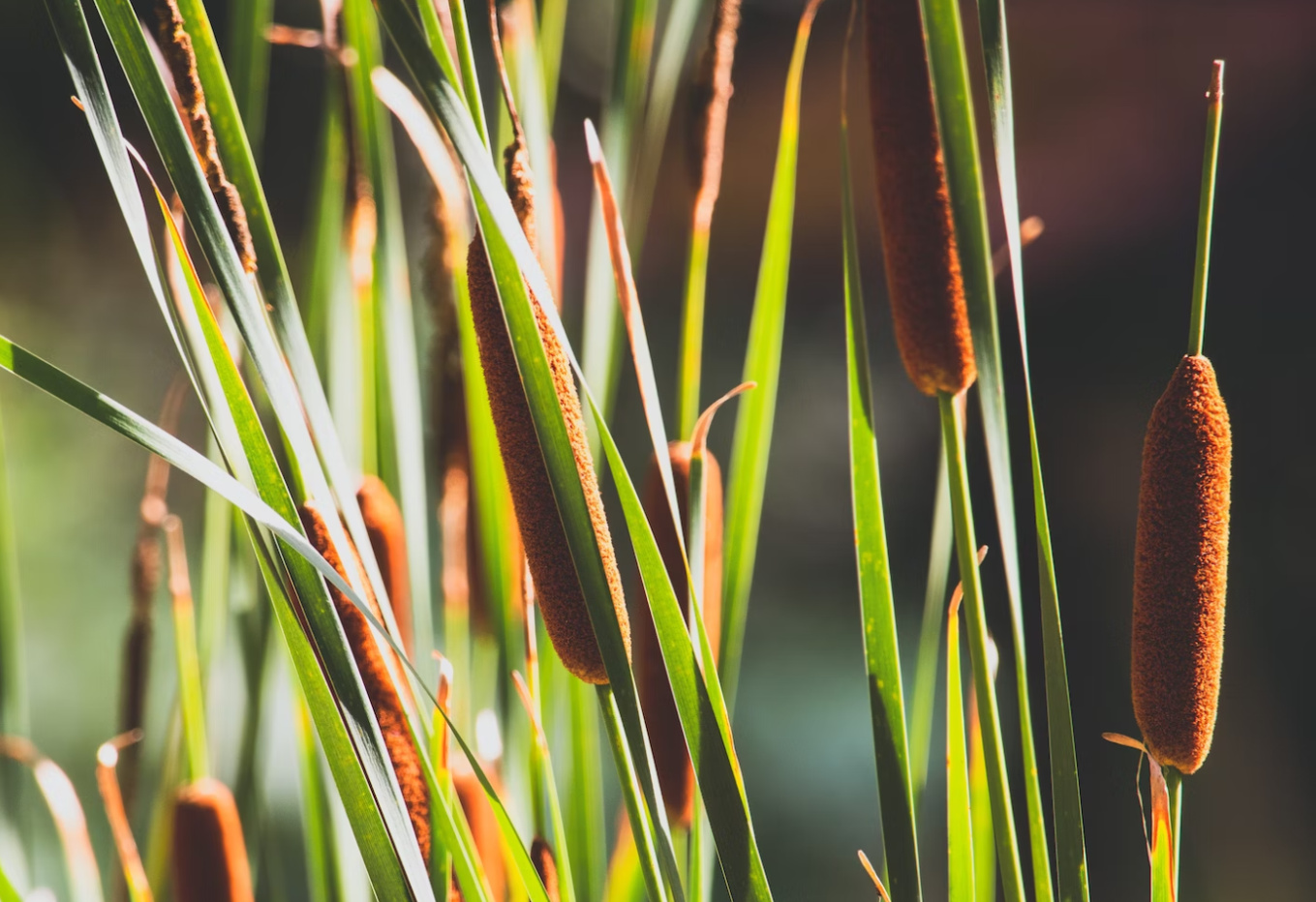 How To Plant & Grow Cattails In a Pond Chalily