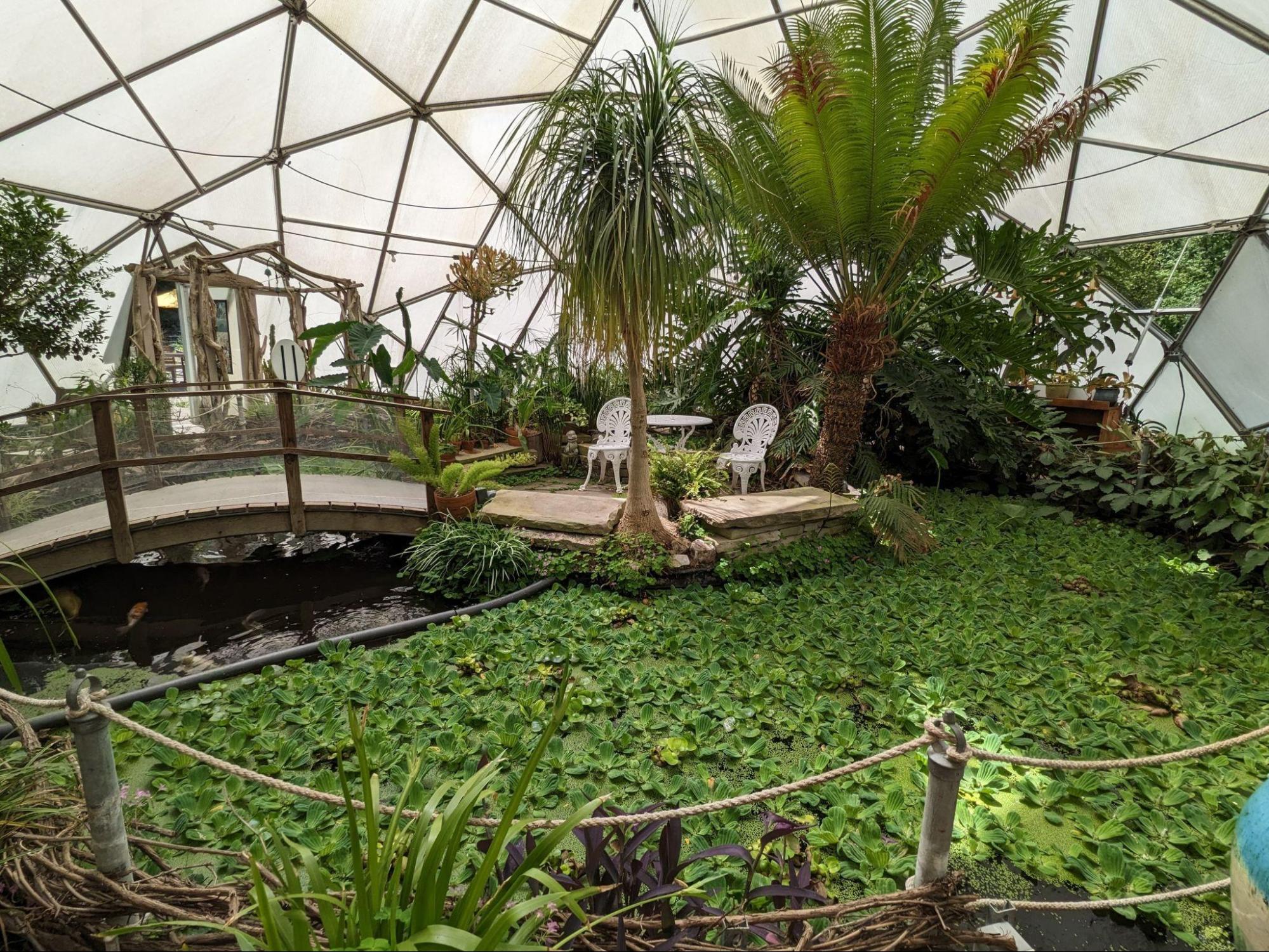 15 Most Popular Pond Plants You Will Love Chalily