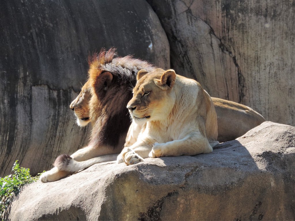 10 Things to Know About Peoria Zoo LaptrinhX / News(04)