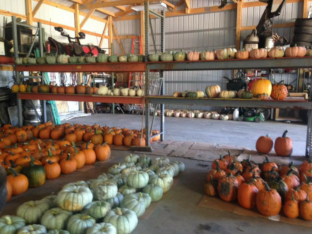 Best Kept Secret Crowley Pumpkins in Mahomet