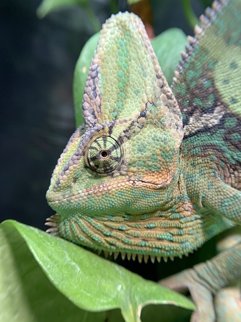 Mist king! Chameleon Forums