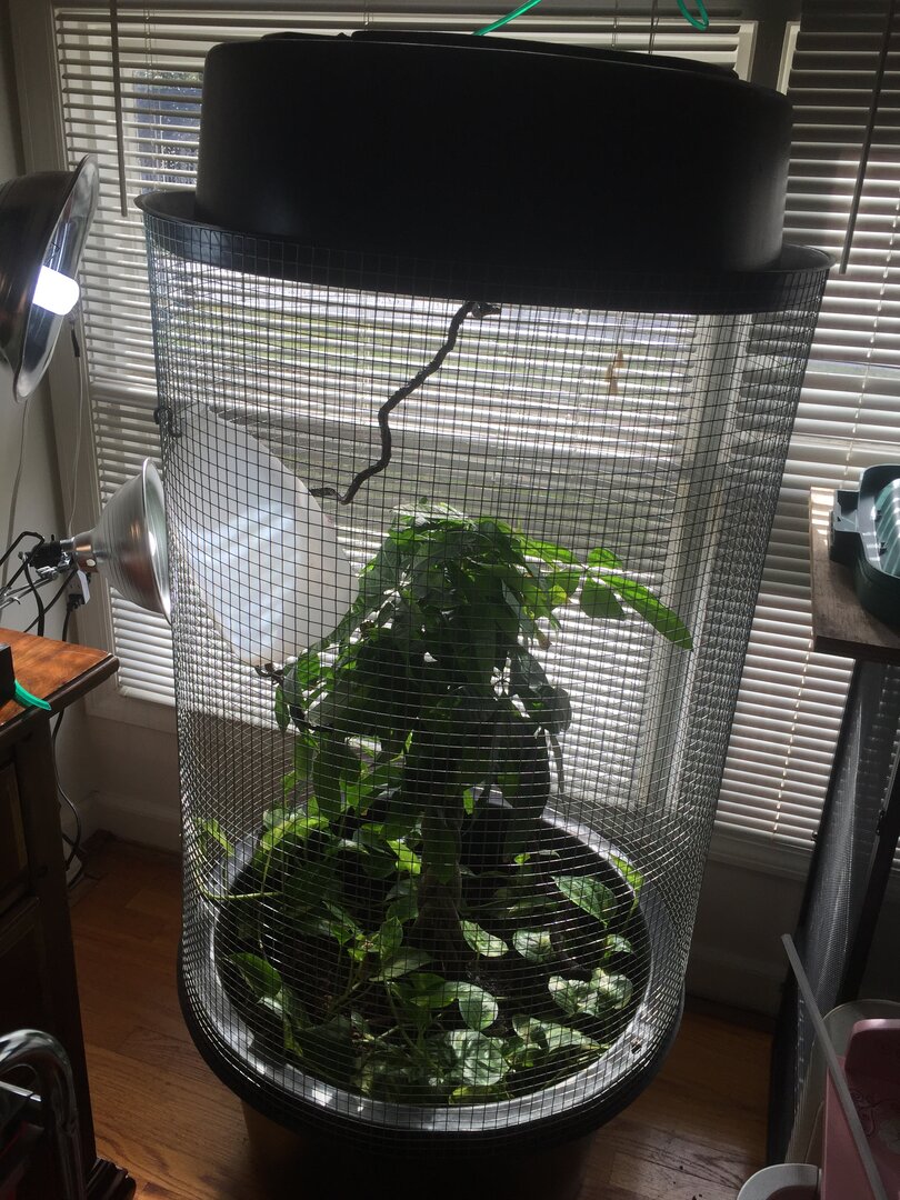 Plastic container in terrarium? Chameleon Forums