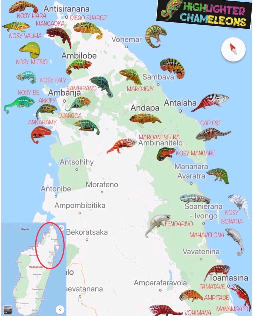 Chameleons In Florida Map Panther Local map Chameleon Forums