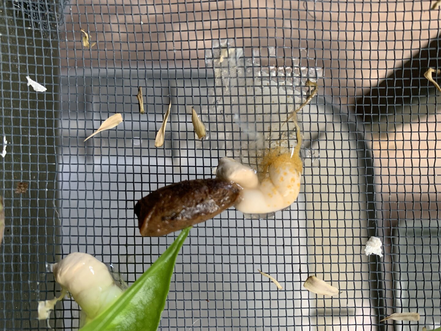 Chameleon Poop 101 Page 12 Chameleon Forums