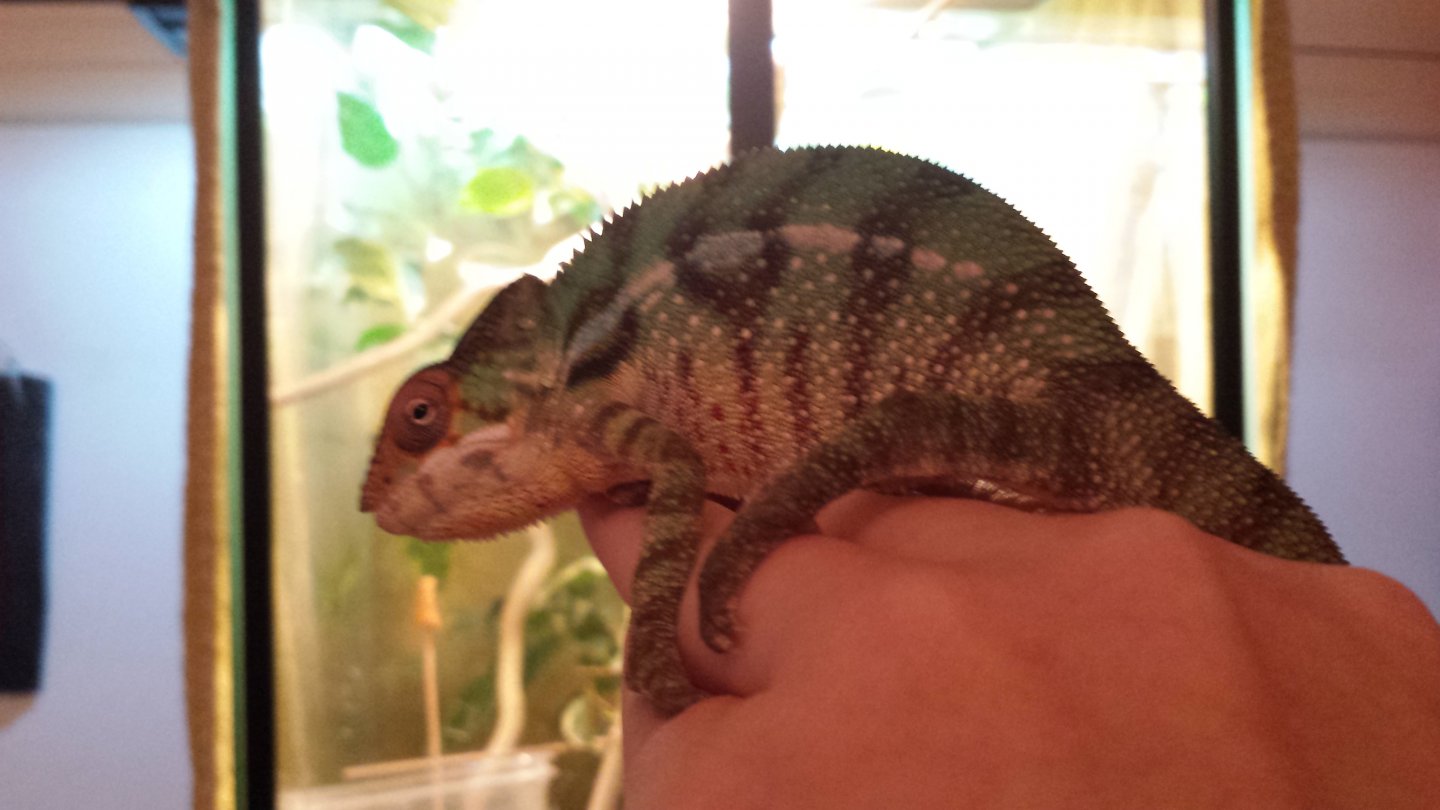 Chameleon is not eating/drinking Chameleon Forums
