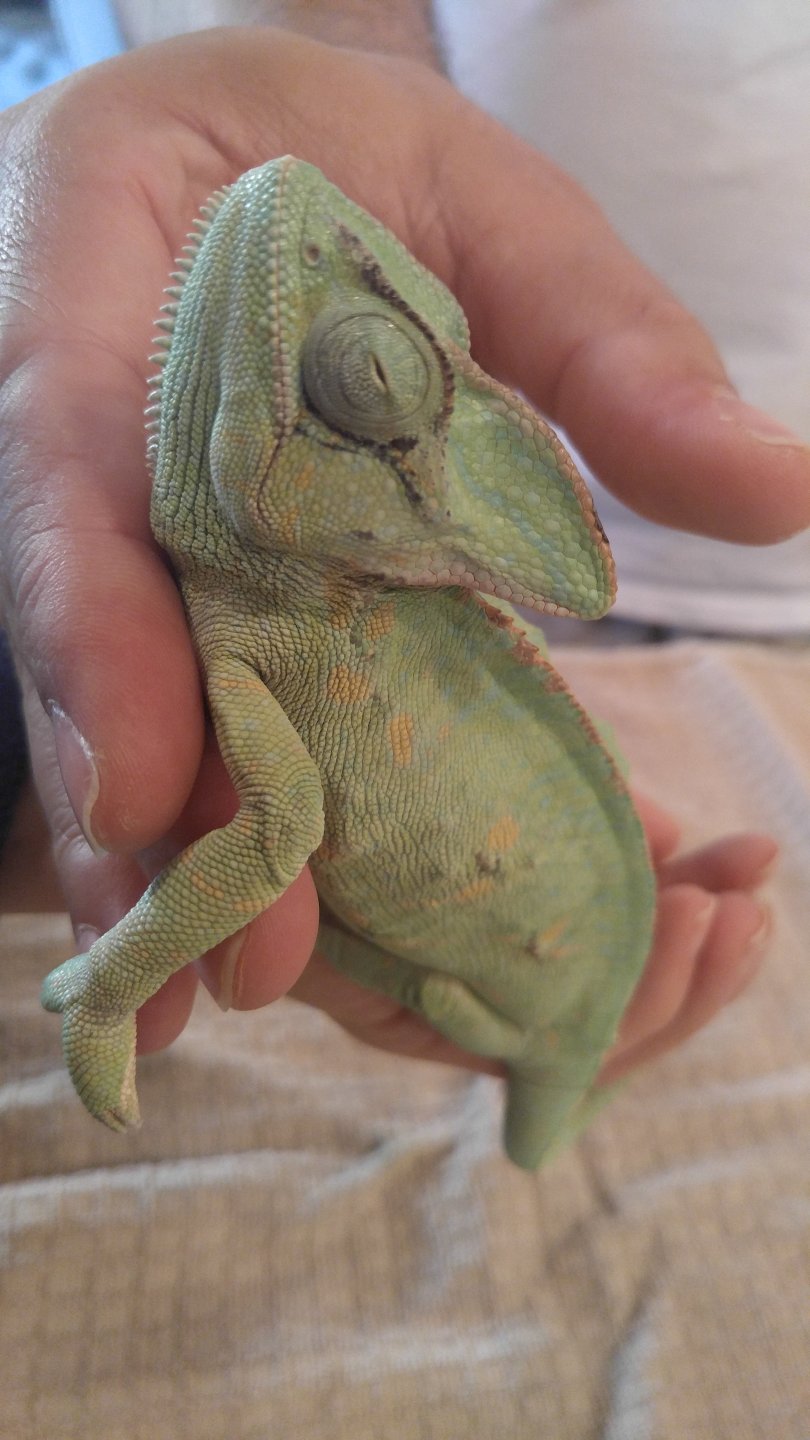 Veiled Chameleon Not Eating