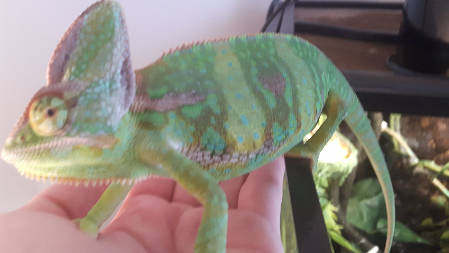 How to determine the age of a veiled chameleon? Chameleon Forums