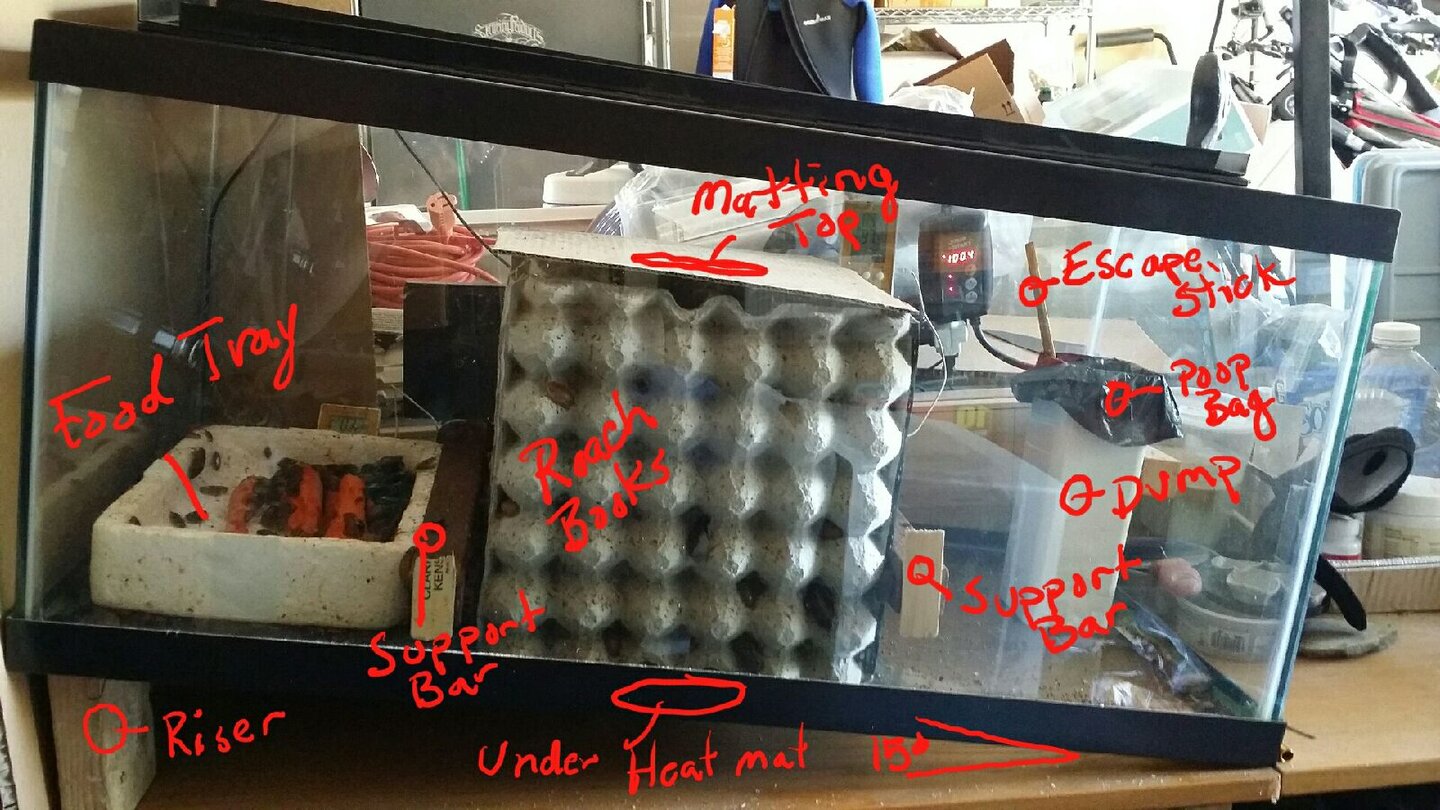 The Dubia Roach Setup How To Setup A Roach Enclosure For, 48 OFF