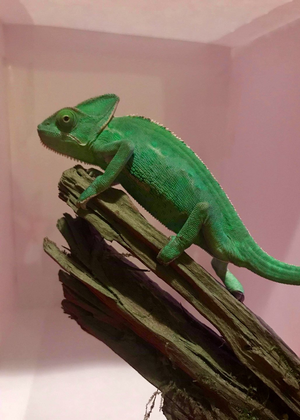 US Female veiled chameleon Chameleon Forums