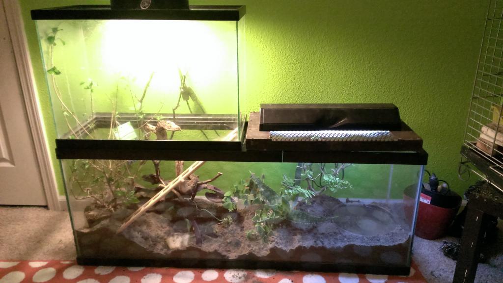 Water Dragon Setup
