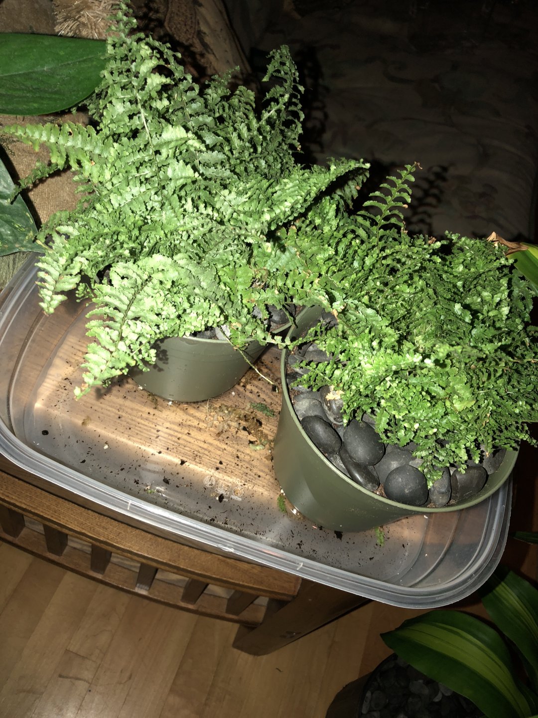 Are these species of plants safe? Chameleon Forums