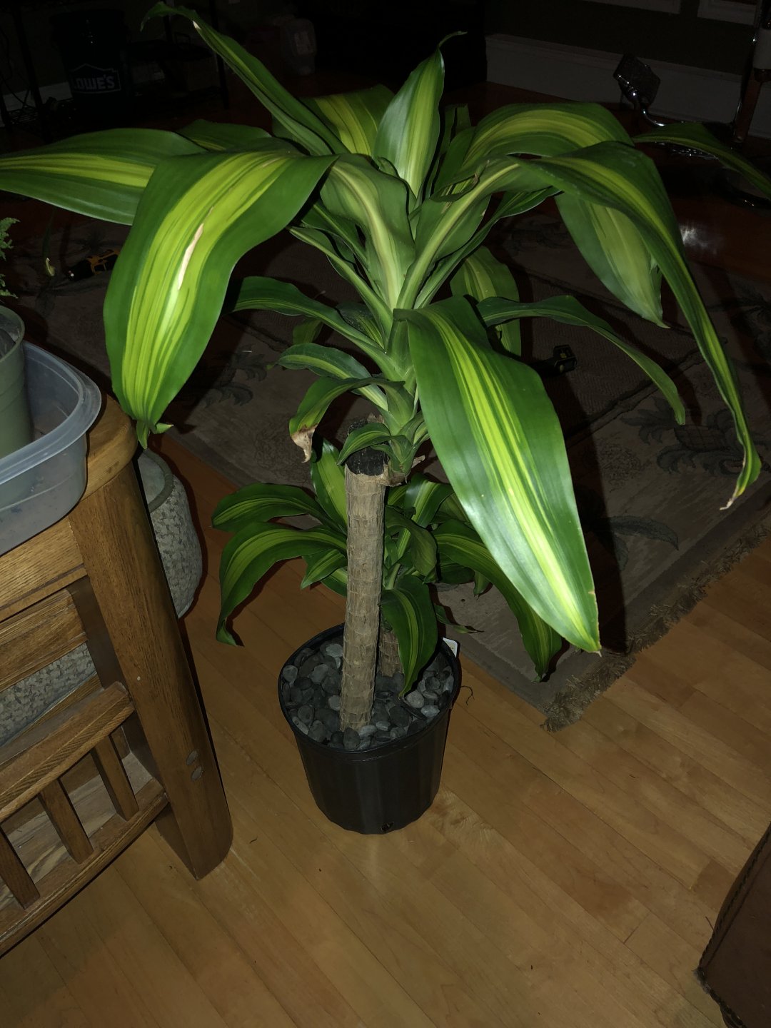 Are these species of plants safe? Chameleon Forums