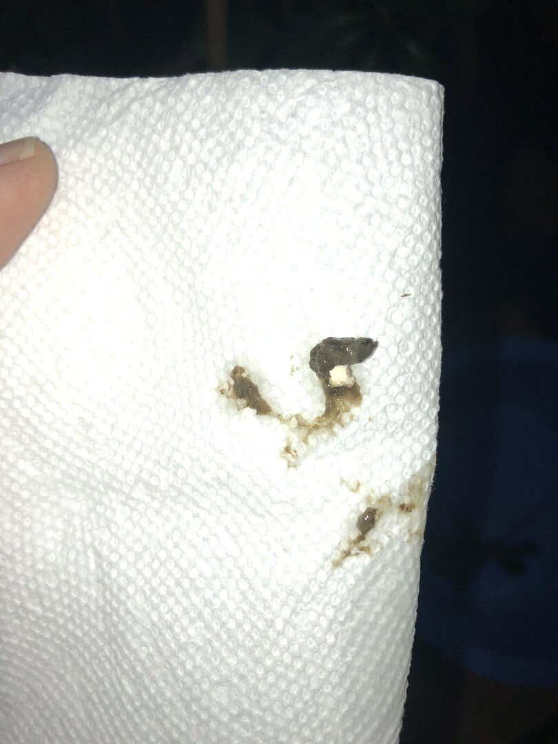 Chameleon Poop 101 Page 14 Chameleon Forums