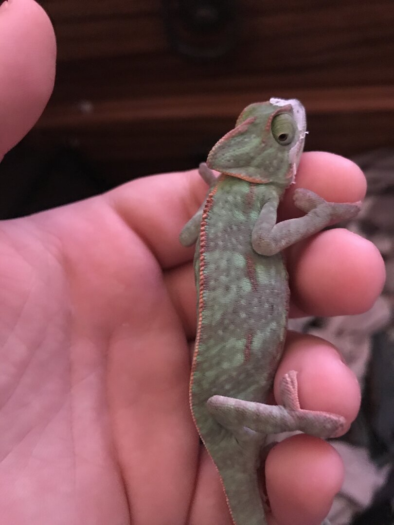 HELP NEW CHAMELEON NOT EATING Chameleon Forums