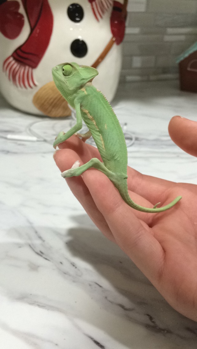 Age of my veiled? Chameleon Forums