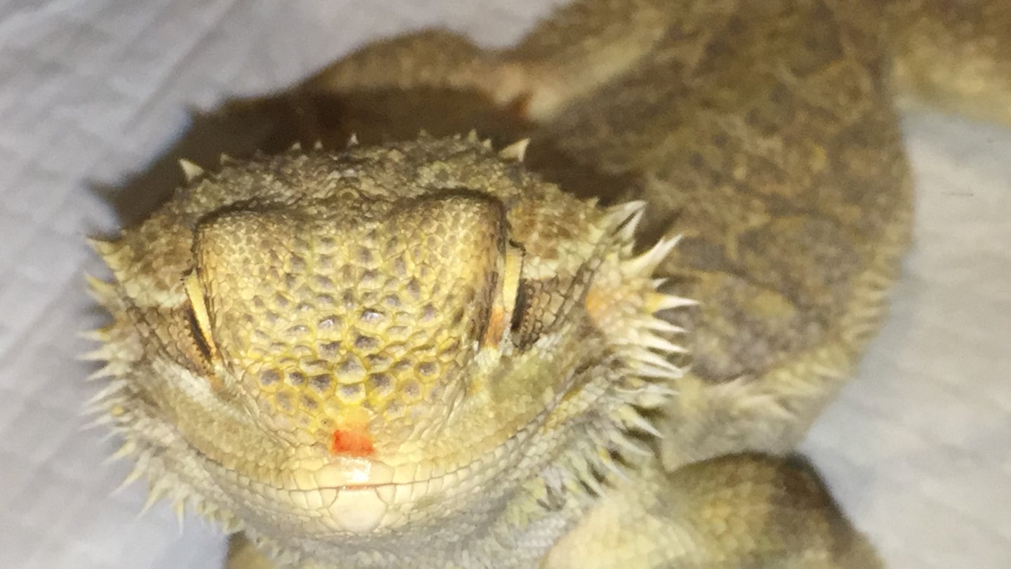 Caring for a bearded dragon