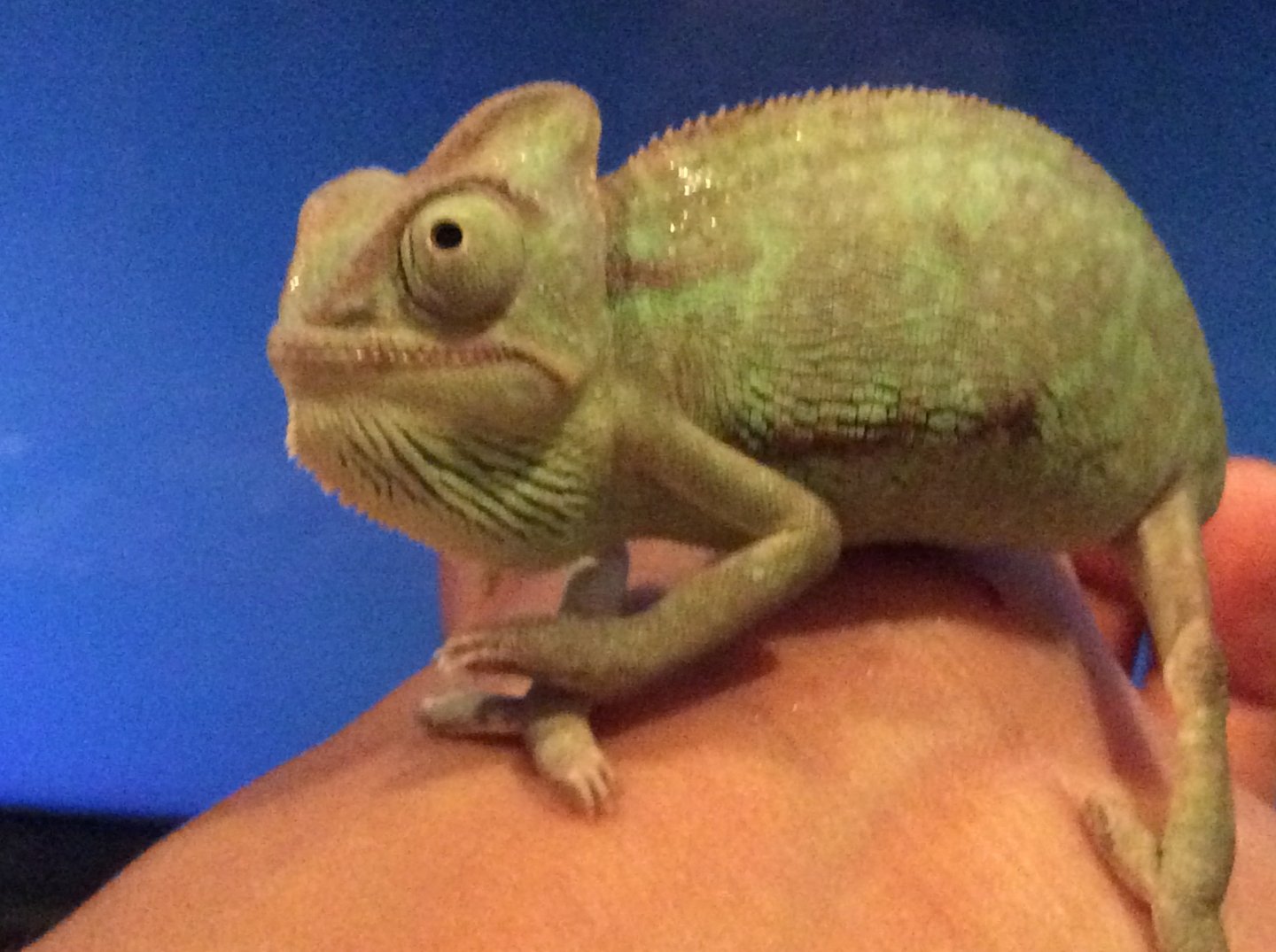 vilded chameleon from petsmart Chameleon Forums
