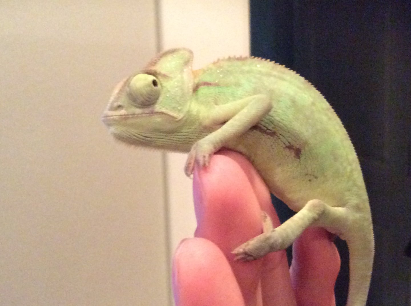 vilded chameleon from petsmart Chameleon Forums