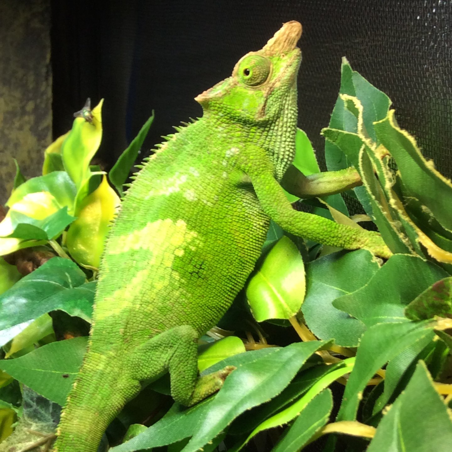 vilded chameleon from petsmart Chameleon Forums