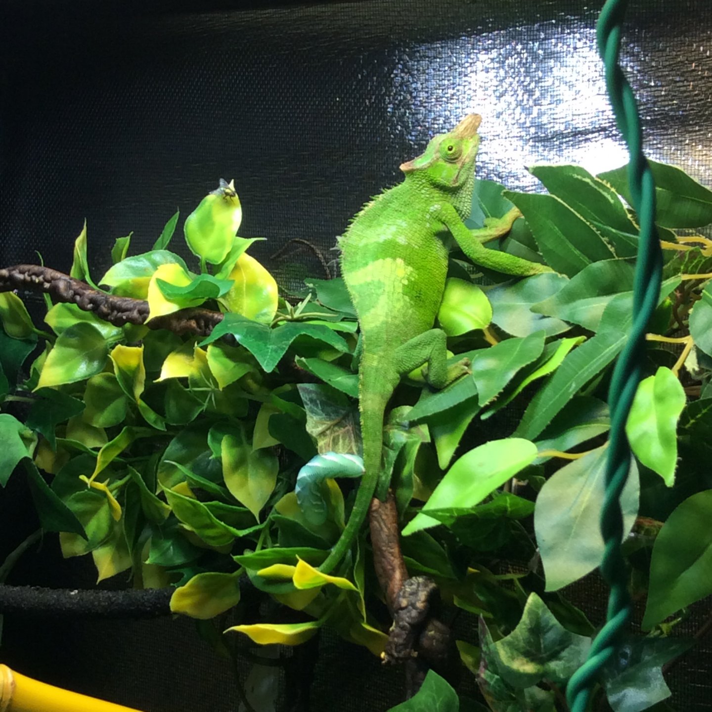 vilded chameleon from petsmart Chameleon Forums