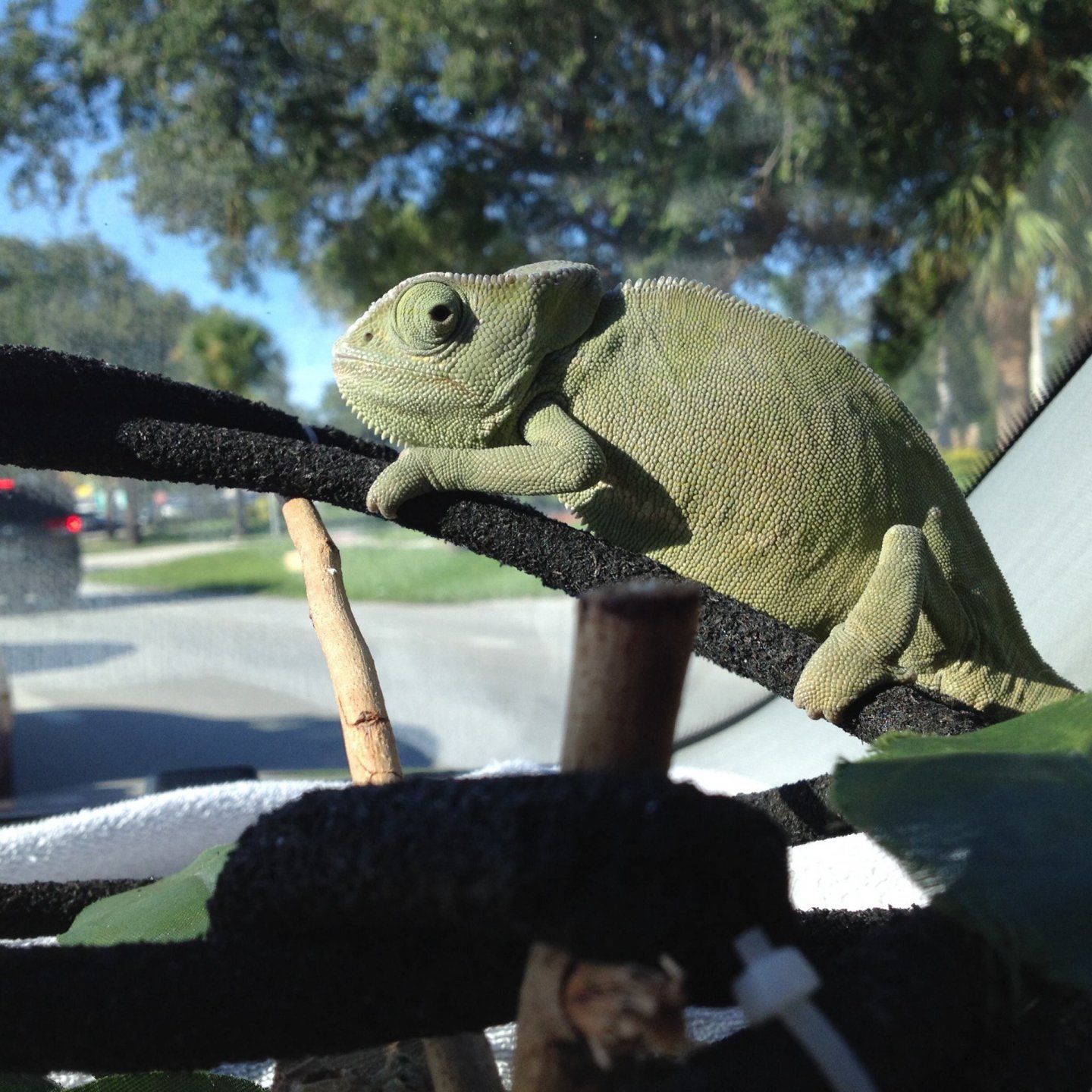 Even Dr. Mader Knows Reptiles Show Affection to Their Owners Page 2