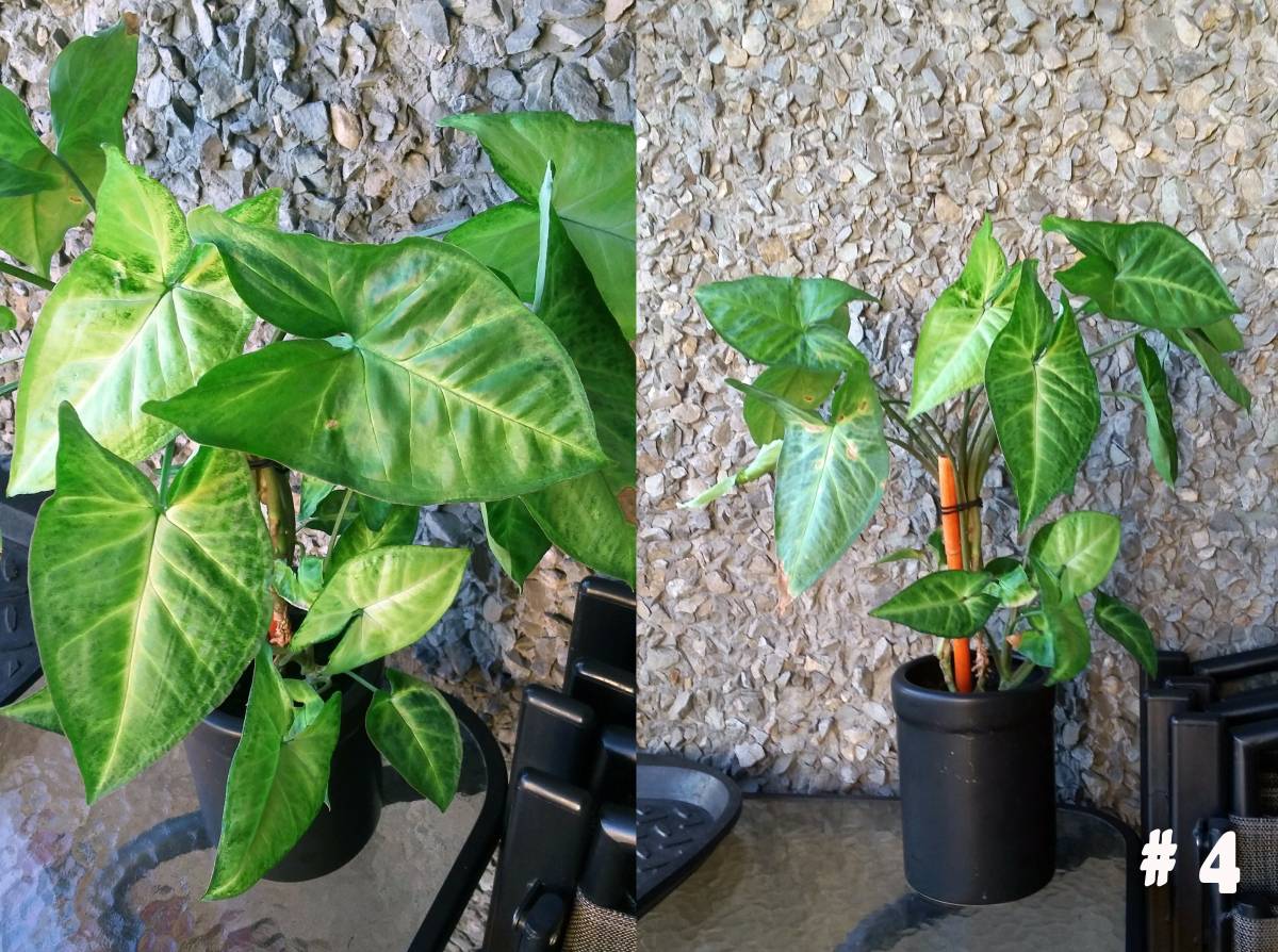 Safe plants? Chameleon Forums