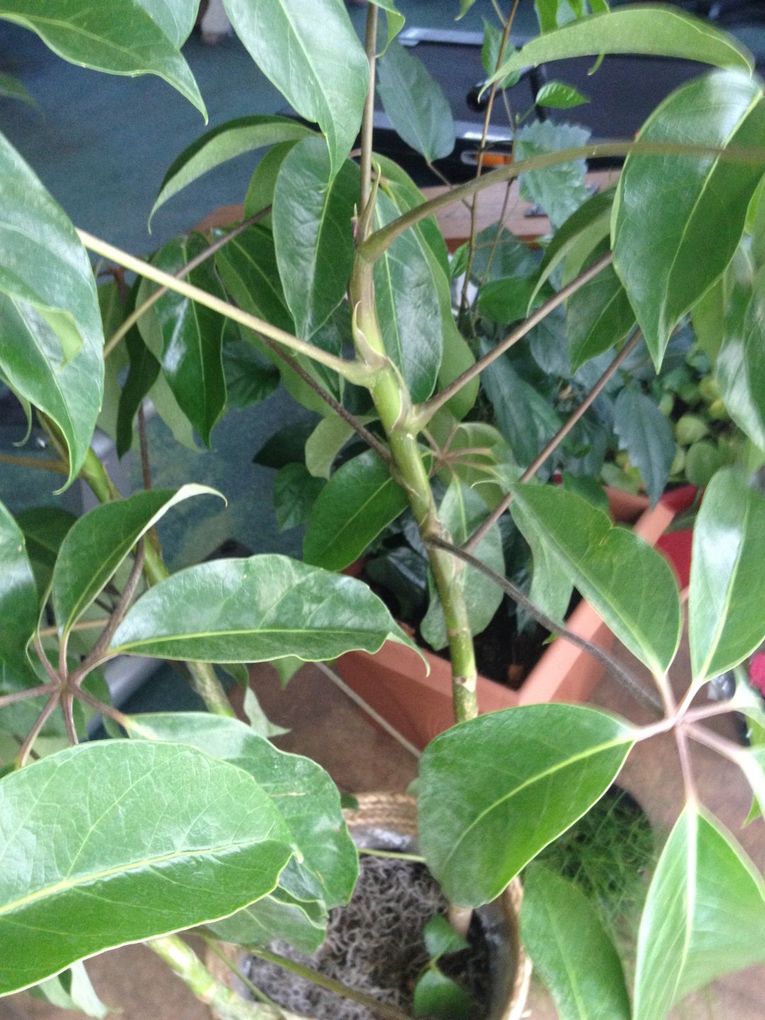 Is This Plant Safe? Chameleon Forums