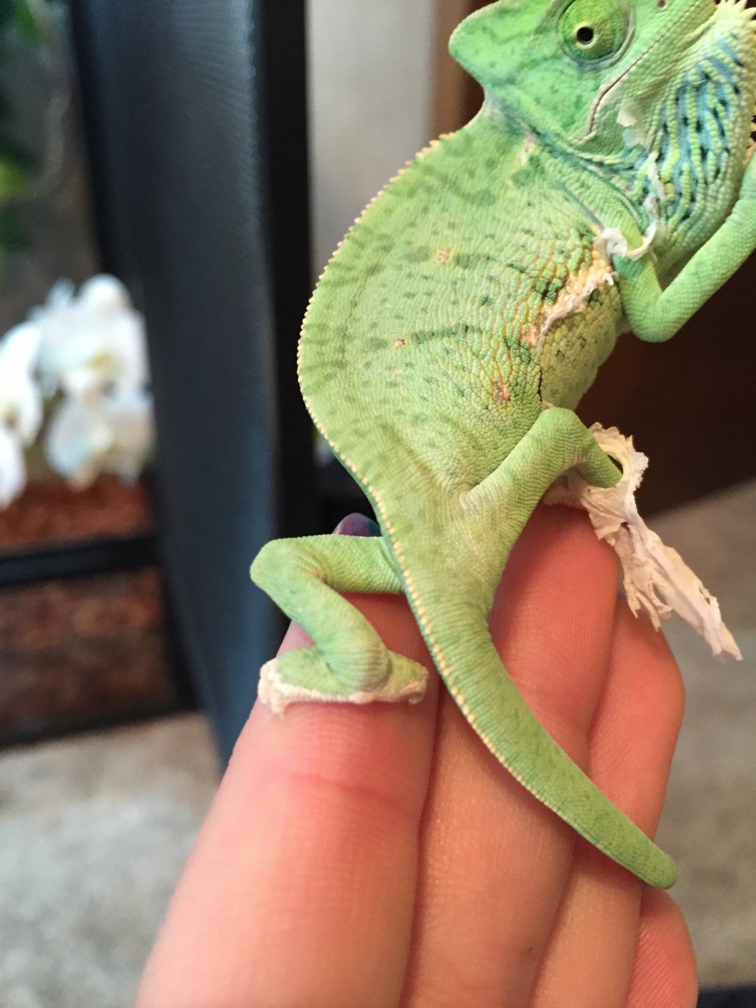 Veiled Chameleon male or female? Chameleon Forums