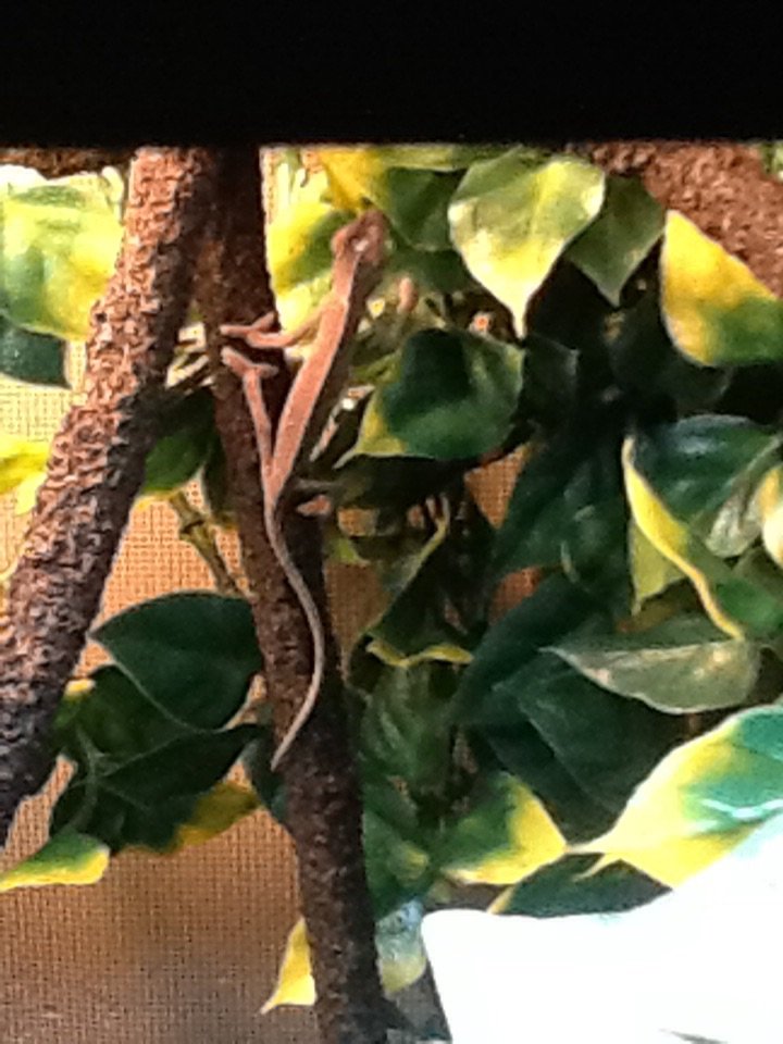 White spot on head? Chameleon Forums