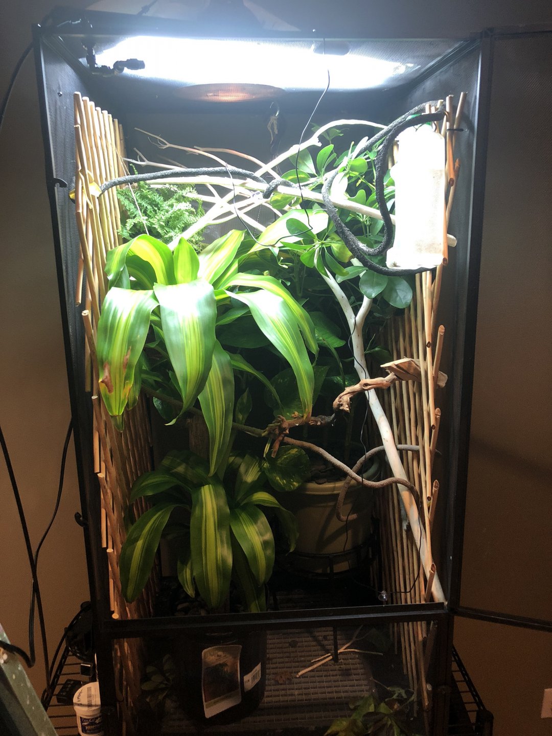 Are these species of plants safe? Chameleon Forums