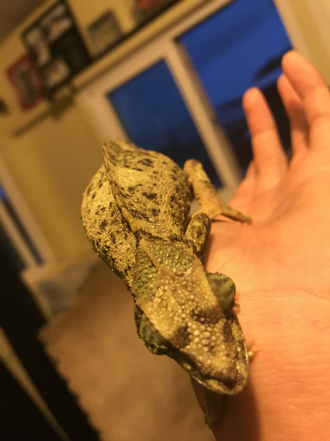 Ismy female jackson chameleon pregnant? Chameleon Forums