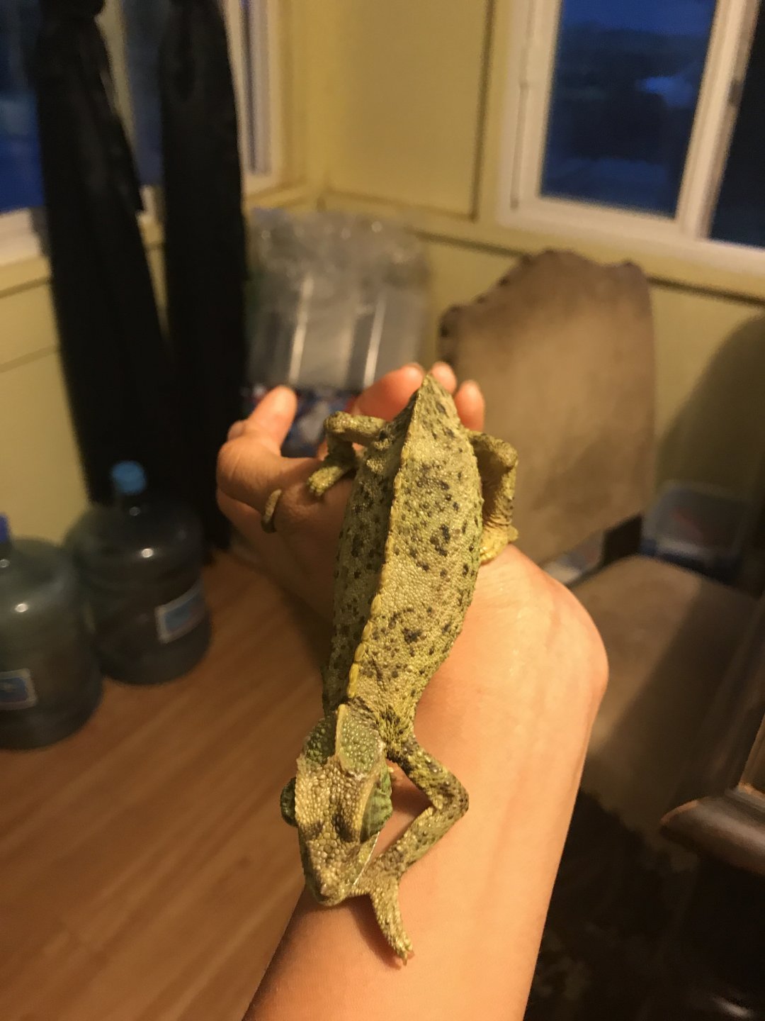 Ismy female jackson chameleon pregnant? Chameleon Forums