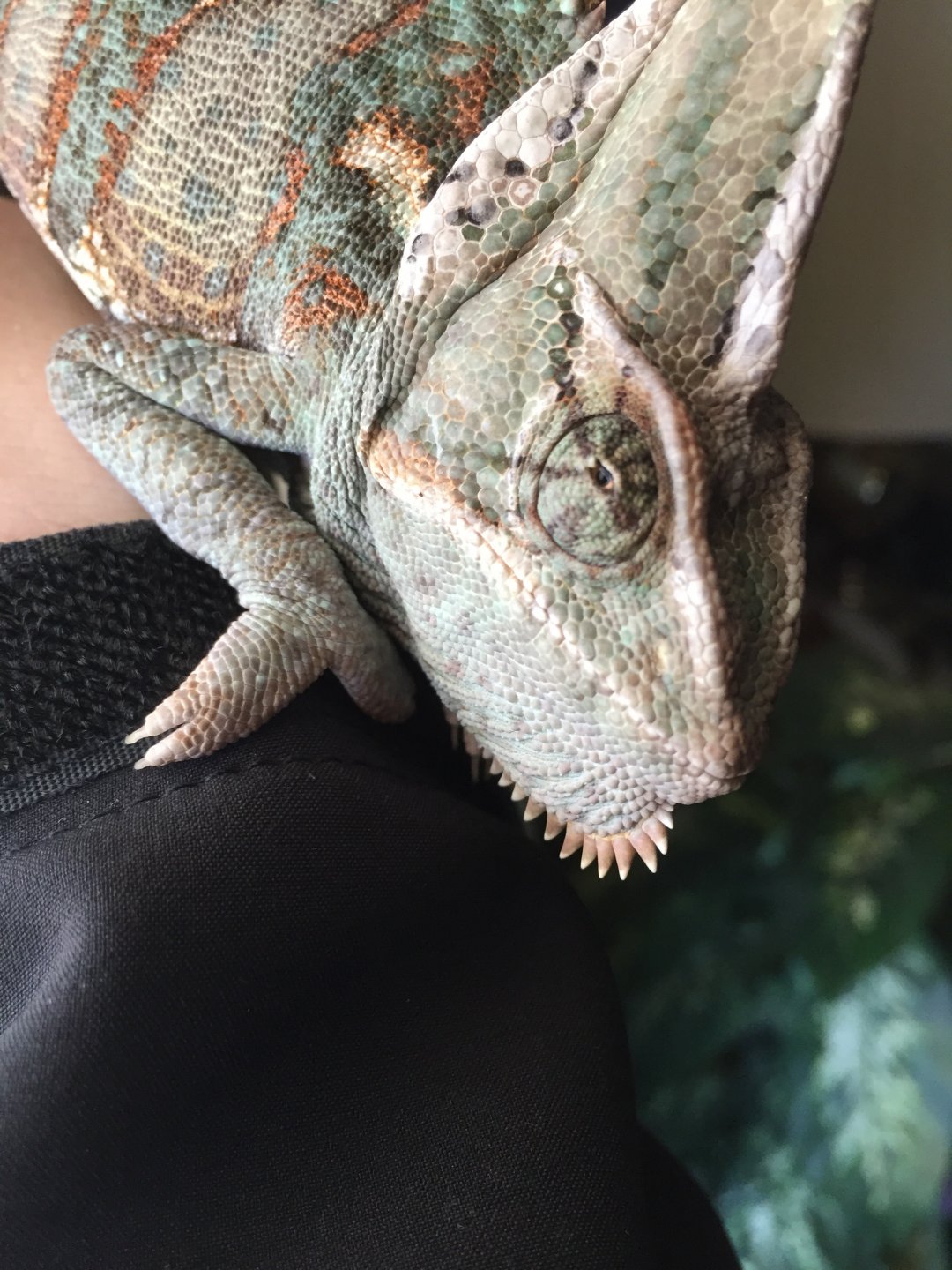Urgent! Both eyes closed Chameleon Forums